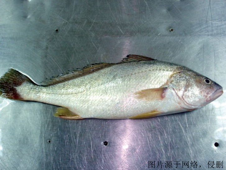 上海進(jìn)口印度叫姑魚清關(guān)流程